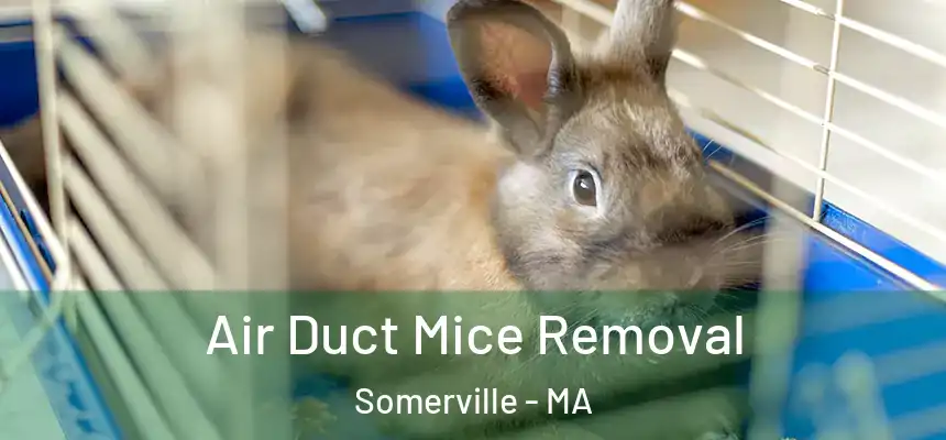  Air Duct Mice Removal Somerville - MA